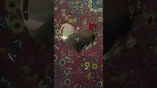 @lopen312thegamer4 и @Golova_Govorit_Vsegda  челленж принят, давайте снимать ху*ню.