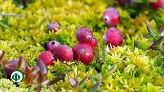 492 Клюква – средство от вирусов