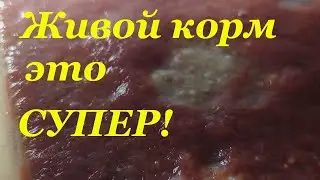 Как и чем я кормлю рыбок на разводне Корма для аквариумных рыб Живой корм