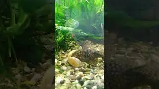 сом ест улитку
