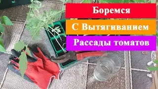 Рассада Томатов перестанет вытягиваться Если использовать мой способ. Заменяем народную подкормку.