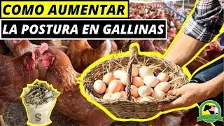 Cómo AUMENTAR La Postura En GALLINAS De Forma Rápida Y ECONÓMICA