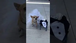 MY DOG GOT MARRIED 