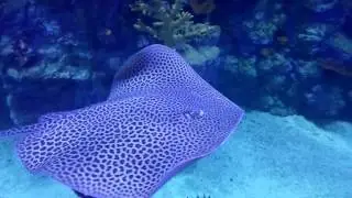 Красивый скат