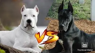 Аргентинский дог против Немецкого дога//Сила укуса//Animals Battle//Версус//Кто сильнее//