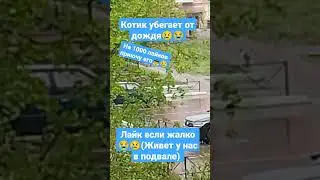 Котик убегает от дождя😭😢😭