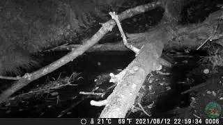 Nutria Galicia FOTOTRAMPEO