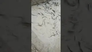 cat fish fighting for food