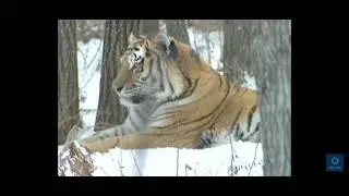 SIBERIAN TIGER HUNTING DEER RARE VIDEO