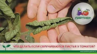 ЧТО ДЕЛАТЬ, ЕСЛИ СКРУЧИВАЮТСЯ ЛИСТЬЯ ТОМАТОВ?