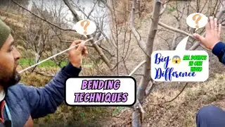 Types of Bending🍐Techniques🔰in Plants 🍎|| 2024 ||