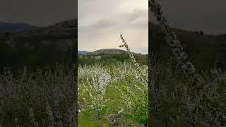 El cerezo en Flor Jerte 