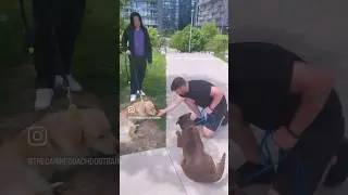 Reactive Rescue dog Transformation 🤩#dogtrainingsuccess #dogtrainingtips