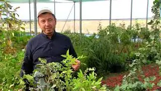 Жонли девор ҳосил қилувчи ўсимликлар #7