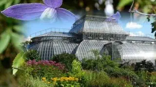 🌺 КЛЕМАТИС КНЯЖИК -  княжики сорта 'Памела Жакман' - Clematis 'Pamela Jakman'  от Клематис TV