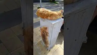 На своем месте