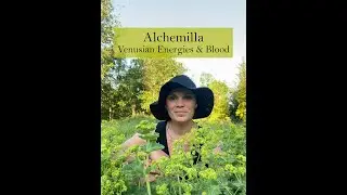 Alchemilla (Lady's Mantle) Medicine from the Ivywood Garden