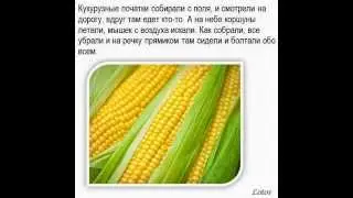 Кукурузные початки