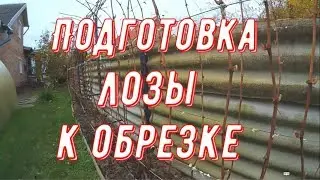 Mistakes by winegrowers when preparing a grape bush for pruning. My pruning recommendations.