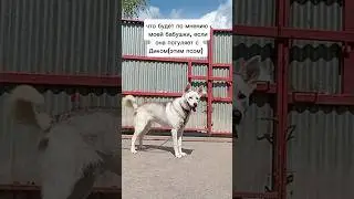 #жиза