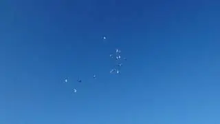 Раннее утро. Лёт и посадка голубей.