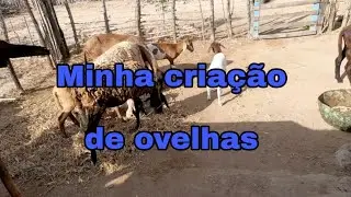 Minha criação de ovelhas 🐑