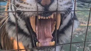 a Tiger can turn on You ,this easy!