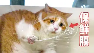 都是保鲜膜挑战，为什么我的猫却不一样？！｜花花与三猫 Cat Live
