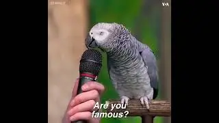 Говорящий попугай