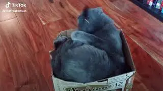 KENDİ KUYRUGUNA SİNİRLENEN kedi