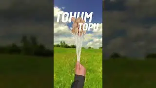 Tohum Topu