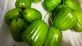 panen tipis jambu madu dan kiojok