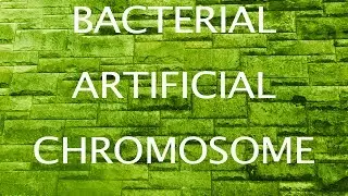 Bacterial Artificial Chromosomes