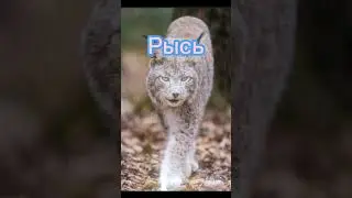 если бы я была по мнению подруги #shortvideo #тренд #подпишись #рек