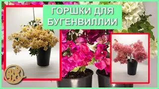 What pots should you plant bougainvillea in?