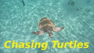 Chasing Turtles