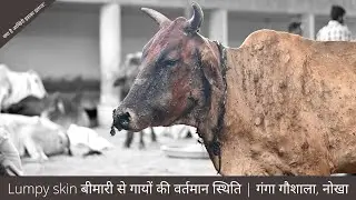 LUMPY SKIN बीमारी से गायों की वर्तमान स्थिति | गंगा गौशाला, नोखा