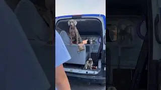 ОСКАР И ДЖОНИ БРОСИЛИ НАС 😭