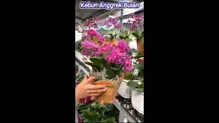 Kebun Anggrek