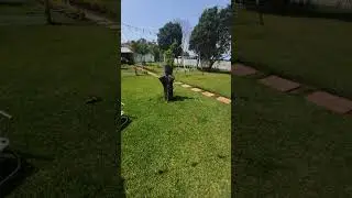 The Cutie Alpaca está en vivo