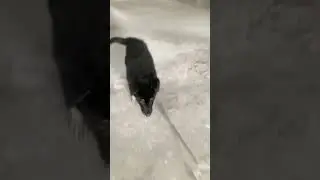 අම්මෝ මෙයා german shepherd / long coat puppy 😍 #long #dog #puppy #puppies #germanshepherd #pets