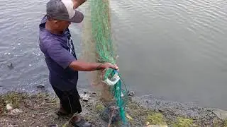 Menjala Udang di Tambak Udang Vaname