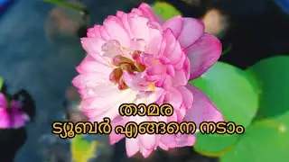 താമര ട്യൂബർ എങ്ങനെ നടാം || HOW TO POT LOTUS TUBER || Lotus poting