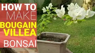 WOW! BOUGAINVILLEA INSTANT BONSAI | START TO BONSAI