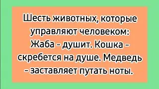 Аллегория! 😁 Анекдоты про животных, лучшие смешные короткие анекдоты про зверей.