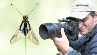 Rencontre photo avec un insecte incroyable