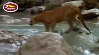 Inspirational Video of a Bear Cub