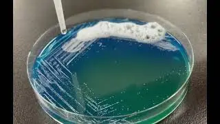 👨‍🔬Prueba de Catalasa en placa de petri🧫Staphylococcus aureus