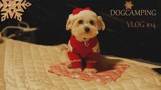 🎄Christmas camping vlog . A day like a gift with my dog ​​Poby