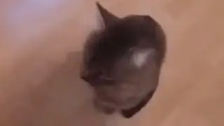 BONK cat (meme) for 1 minute straight